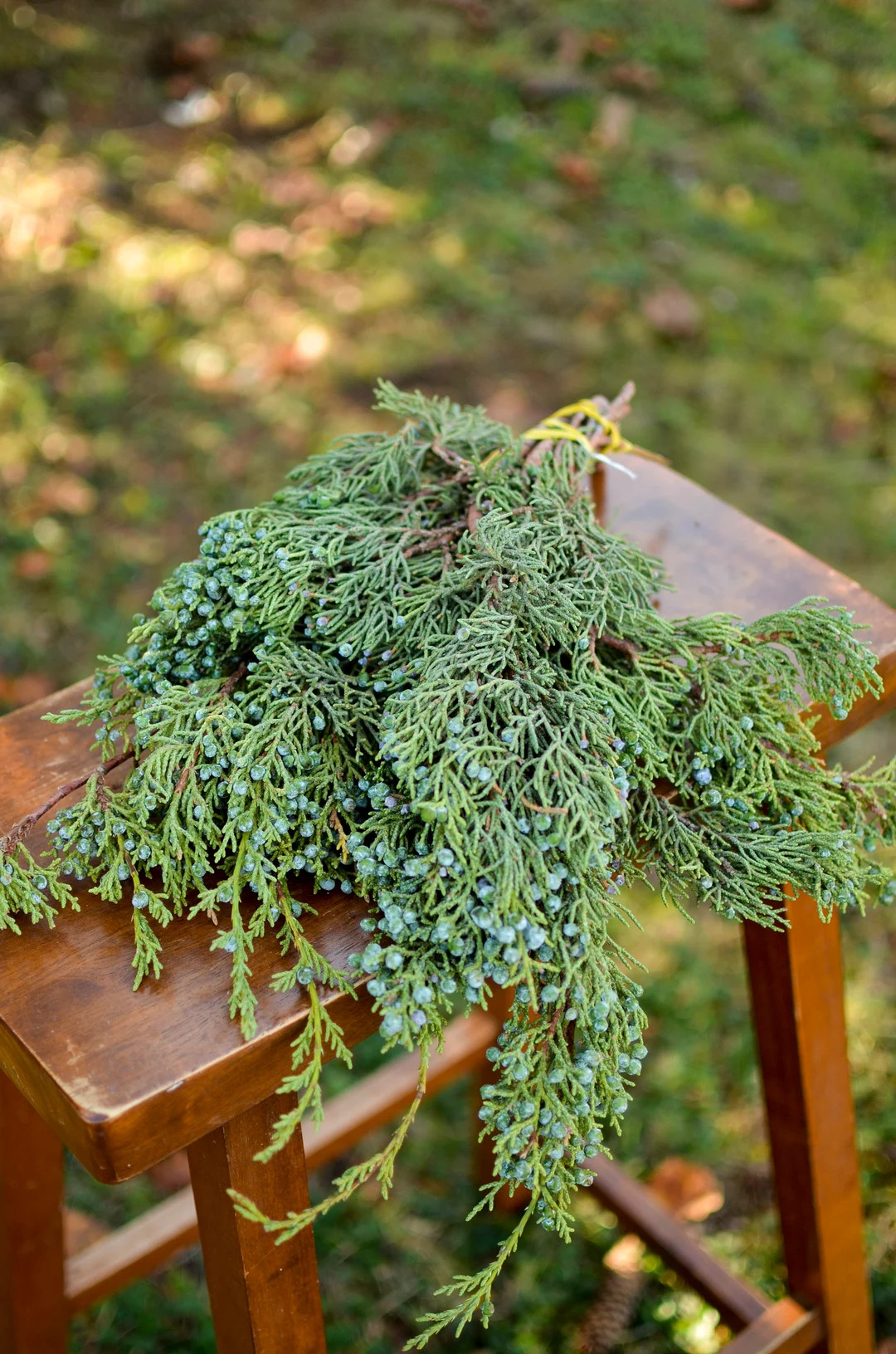 Fresh Berried Juniper Bunch, PRE-ORDER for Christmas Season Now Christmas Greenery, Evergreen Bra... | Etsy (US)
