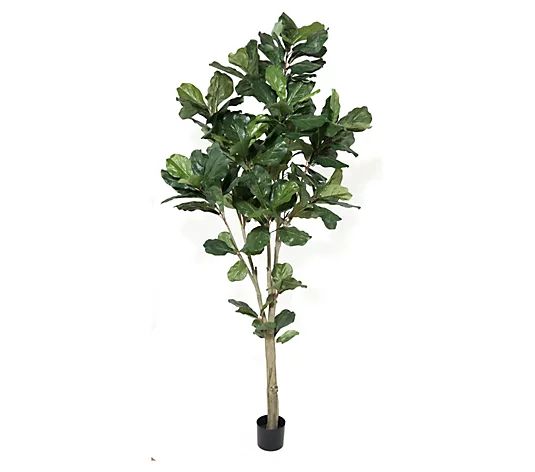 7' Potted Fiddle Leaf Tree by Valerie - QVC.com | QVC