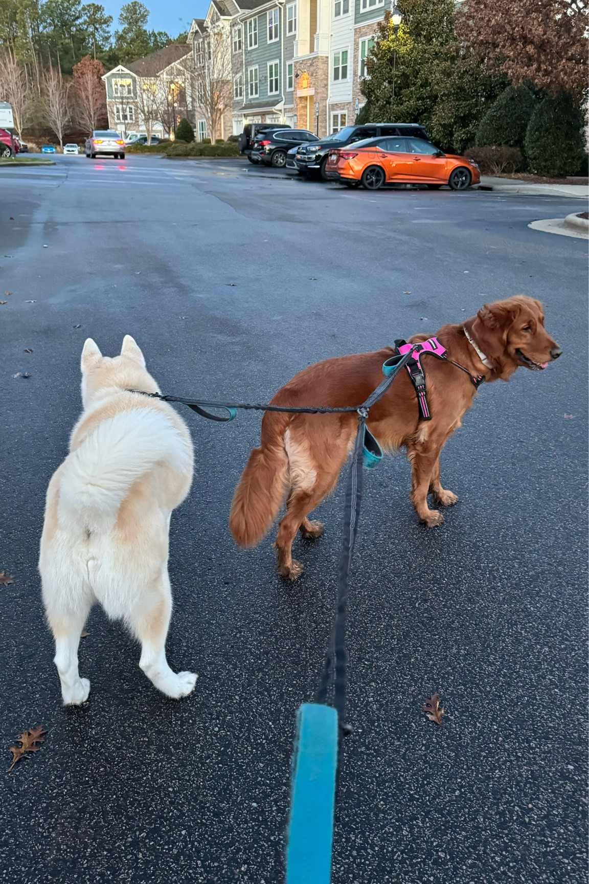 Best purchase ever! Makes it easier to walk 2 dogs without them yanking your arm off! 

#dog #dogaccessories #amazon 