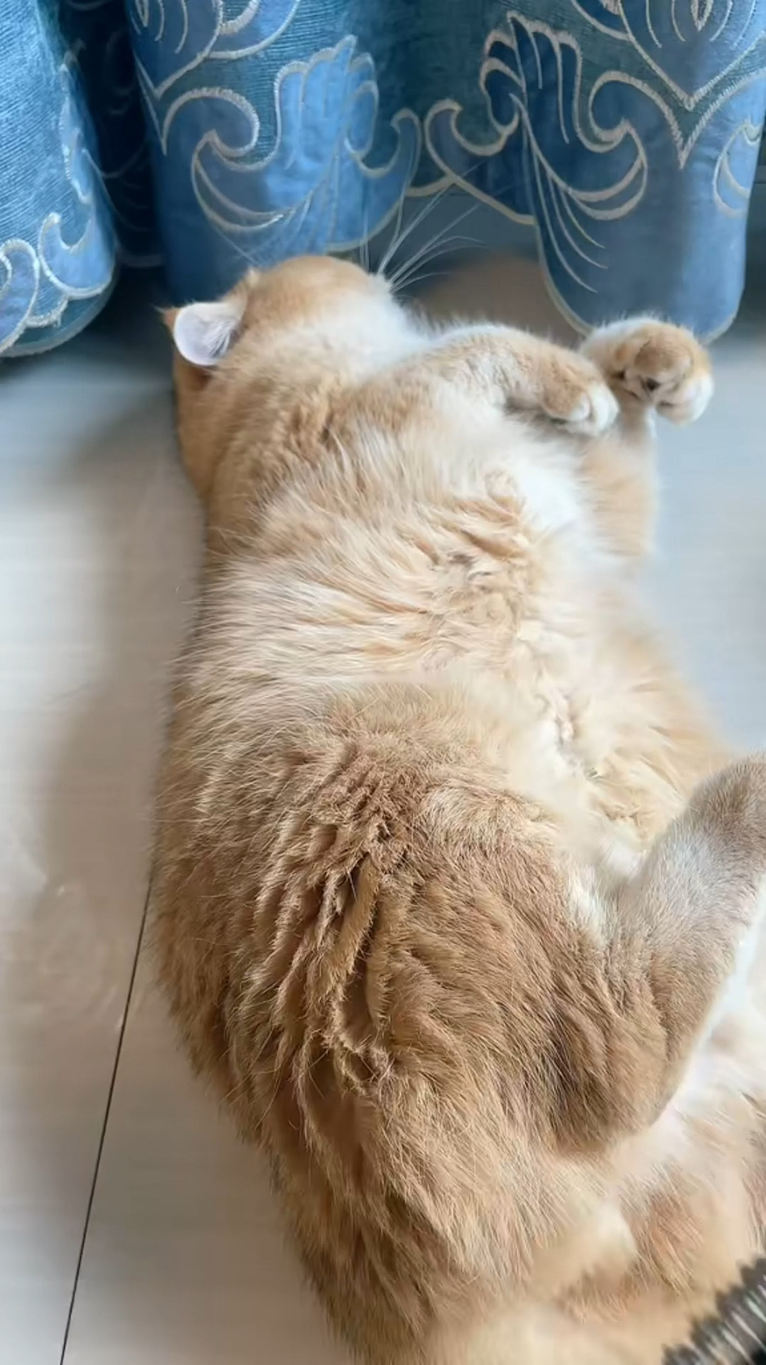 🌟 Say goodbye to winter's furry aftermath with our magical Deshedding Brush! 🌟 If you have a cat or a dog with a thick coat, then you need this brush - trust us, it's a game-changer! Now that winter is officially over, so their coat needs to be groomed to help get rid of that excess fur. But fear not, our brush makes the task a breeze!
Grab Yours Here: https://amzn.to/3vKm6j0

🐾 Not only is it safe to use, but they enjoy it too - it's like a spa day for your furry friend! Plus, it detangles as well as helps remove excess hair growth, leaving your pet looking and feeling fabulous. Picture your pet strutting their stuff with a coat so sleek, they'll turn heads at the dog park or cat cafe!

✨ Say hello to smoother cuddles and goodbye to those pesky fur tumbleweeds rolling around your home. With our Deshedding Brush, grooming becomes a fun bonding time with your pet - they'll love the attention and you'll love the results! So why wait? Treat your furry companion to the pampering they deserve and unleash their inner diva with our magical Deshedding Brush today! 🐶🐱 #catlover #doglife #doggrooming #catoftheday #catgrooming #dogoftheday #dogsarefamily #catsarefamily #amazonpets #founditonamazon #amazonfind #amazonfinds

#LTKhome #LTKVideo #LTKsalealert