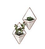 Umbra Trigg Hanging Planter Vase & Geometric Wall Decor Containers-for Succulents, Air, Mini Cactus, | Amazon (US)