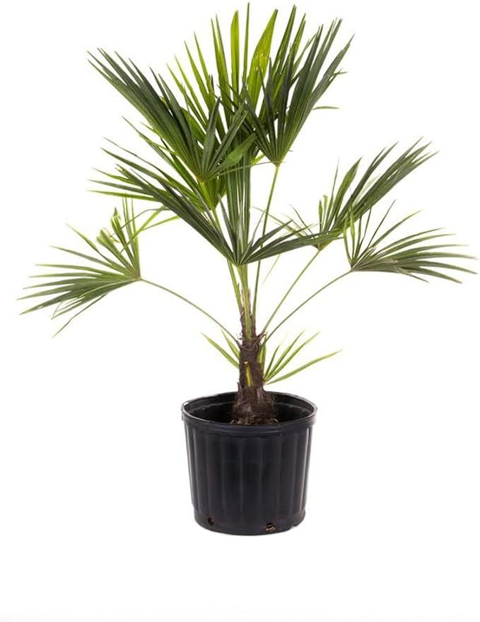 AMERICAN PLANT EXCHANGE Windmill Palm Tree - Cold Hardy 2ft Height Live Plant, 2 Gallon, Indoor/O... | Amazon (US)