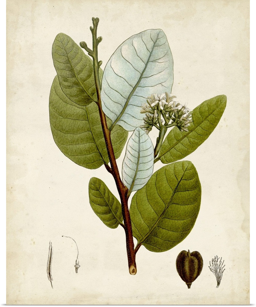 Verdant Foliage I Wall Art | Great Big Canvas - Dynamic