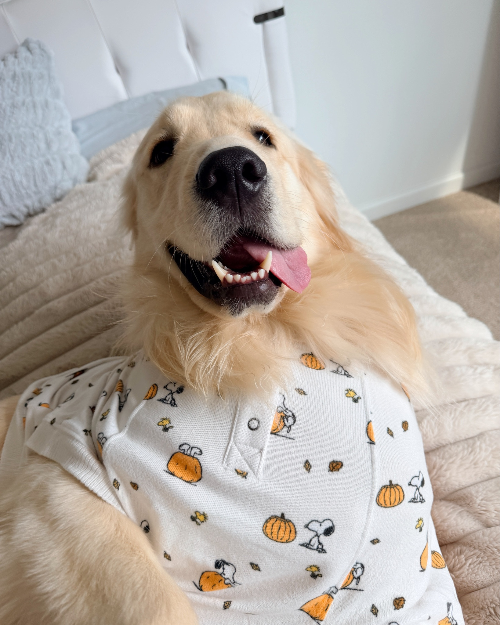 my dog got fall jammies please tell him he looks cute

#LTKFallSale #LTKSeasonal #LTKHalloween