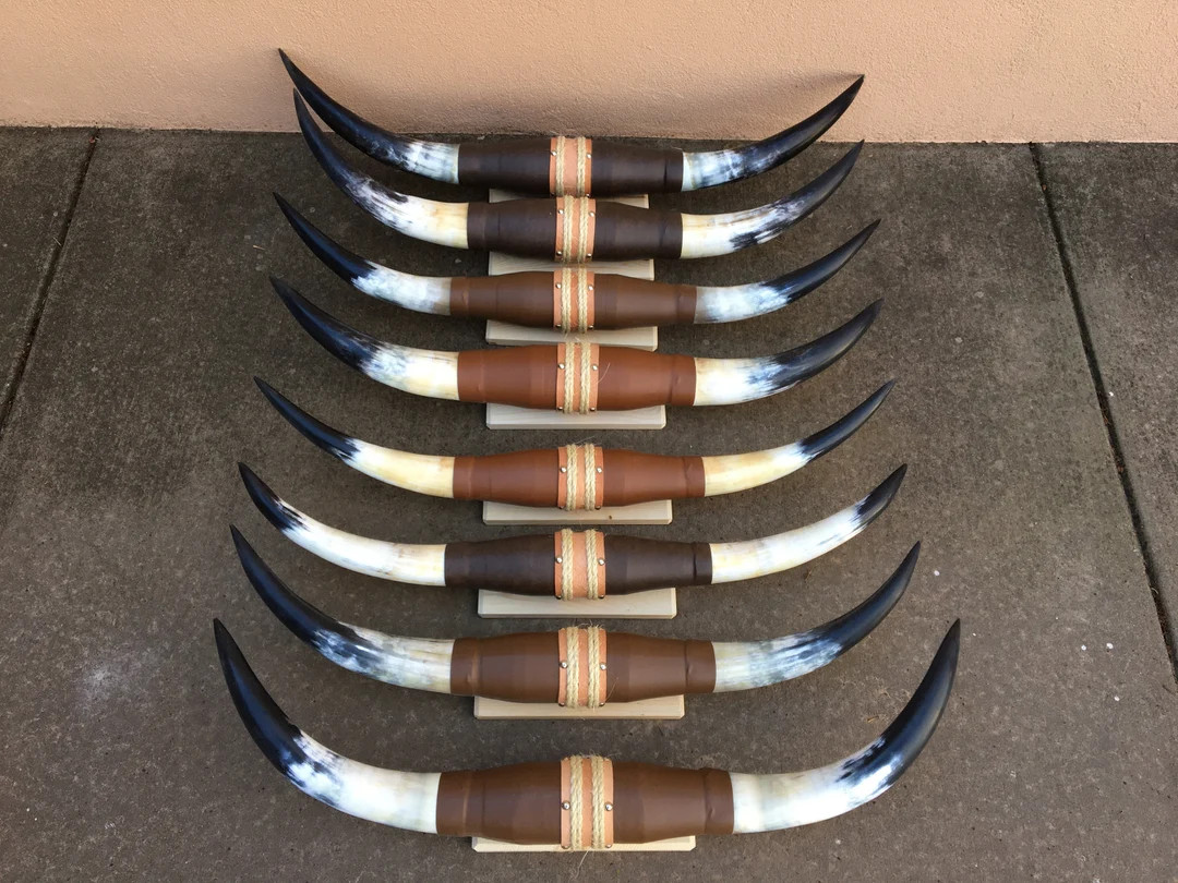 Mounted Steer horn (one only) 3' feet TO 3' feet 5" inch WIDE polished cow horns bull Western Dec... | Etsy (US)