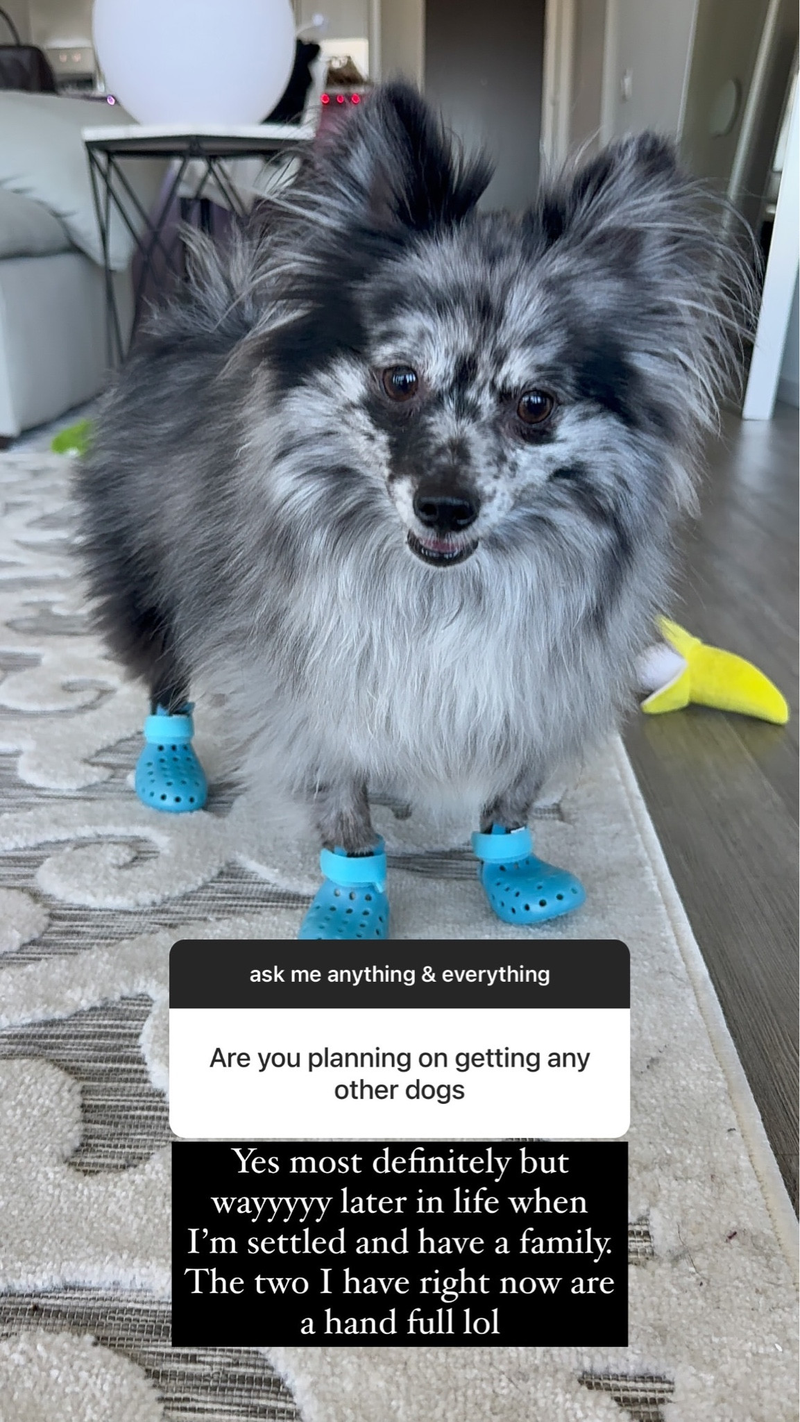 How cute are these blue dog shoes?! 💙🐶