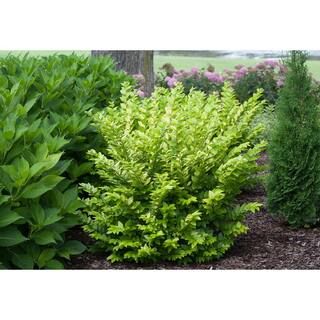PROVEN WINNERS 4.5 in. Qt. Golden Ticket Privet (Ligustrum) Live Shrub, White Flowers and Yellow ... | The Home Depot