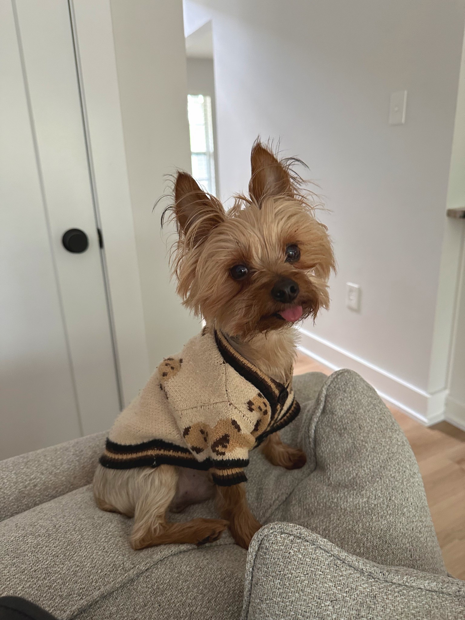 I can’t deal with him in this cutie lil teddy bear cardigan🥹🥰

Teddy bear, bear cardigan, dog cardigan, dog sweater, small dog sweater 

#LTKGiftGuide #LTKPets #LTKFindsUnder50