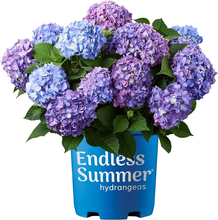 Endless Summer Bloomstruck Hydrangea, 2 gal. Pink and Purple Blooms | Amazon (US)