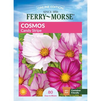 Ferry-Morse Cosmos Seeds 900 Milligram(s) | Lowe's