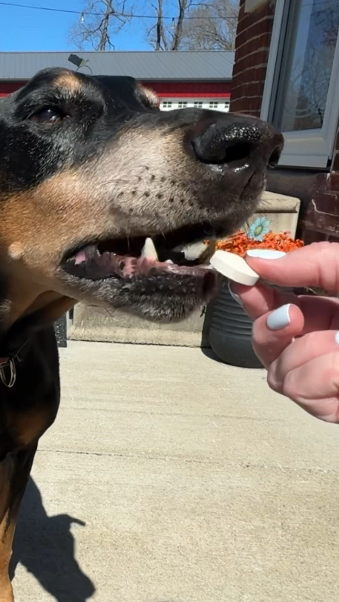 My senior dog loves these glucosamine chews.  #dogfamily. #petparents 

#LTKKids #LTKmomlife