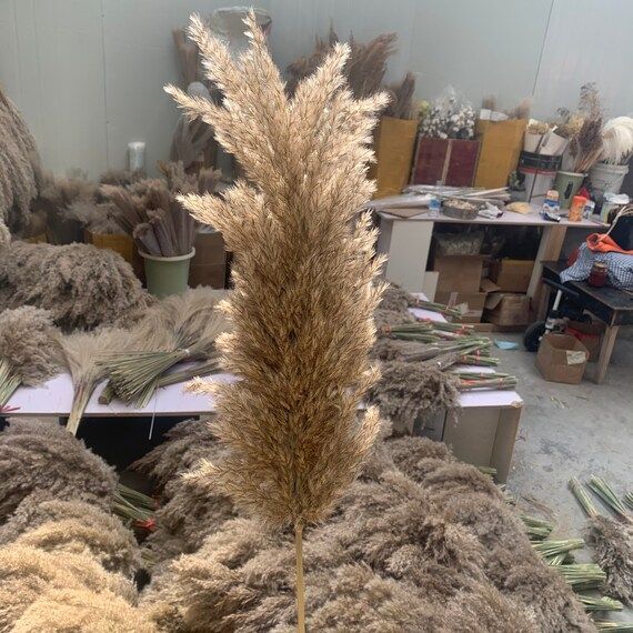 20 Stems Real Dried Pampas Grass Decor Wedding Use Flower Bunch Natural Plants Decor Christmas Gi... | Etsy (US)