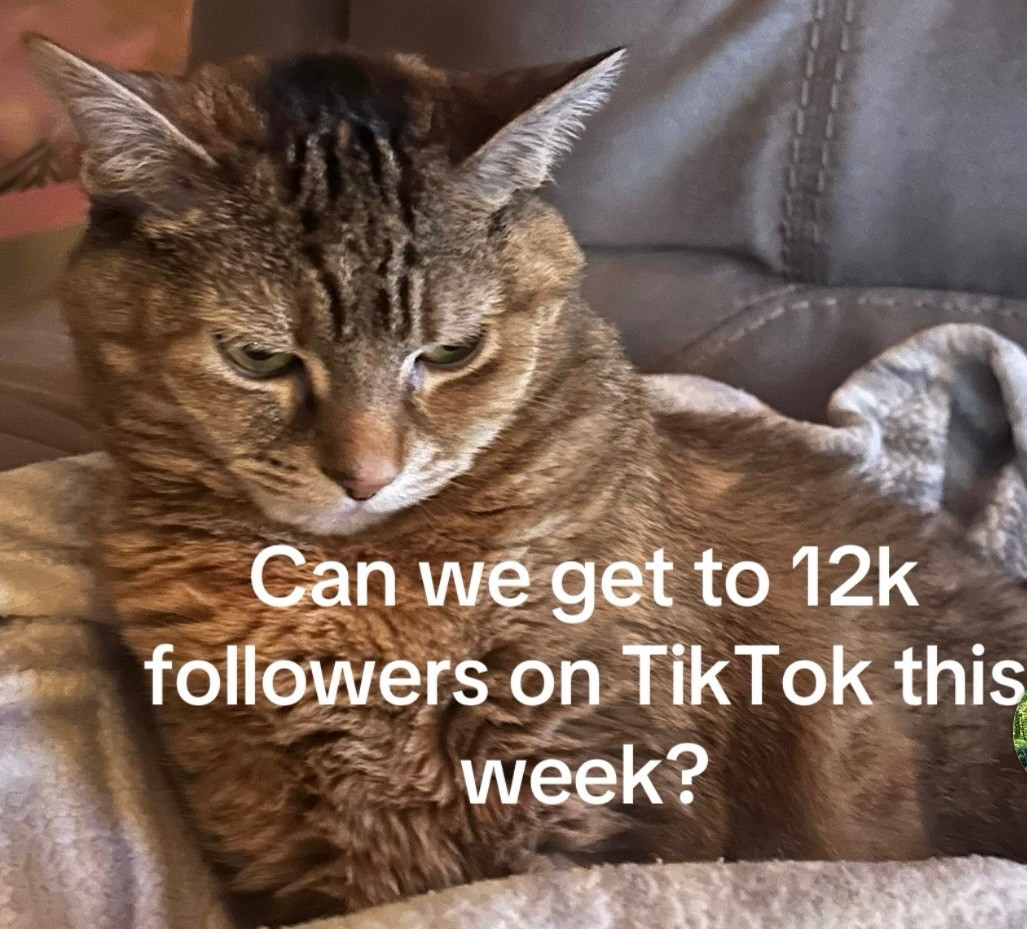 Trying to hit 12k followers on TikTok this week! My handle is HAVETOCOOKTOEAT 

#LTKSeasonal #LTKHalloween #LTKHome