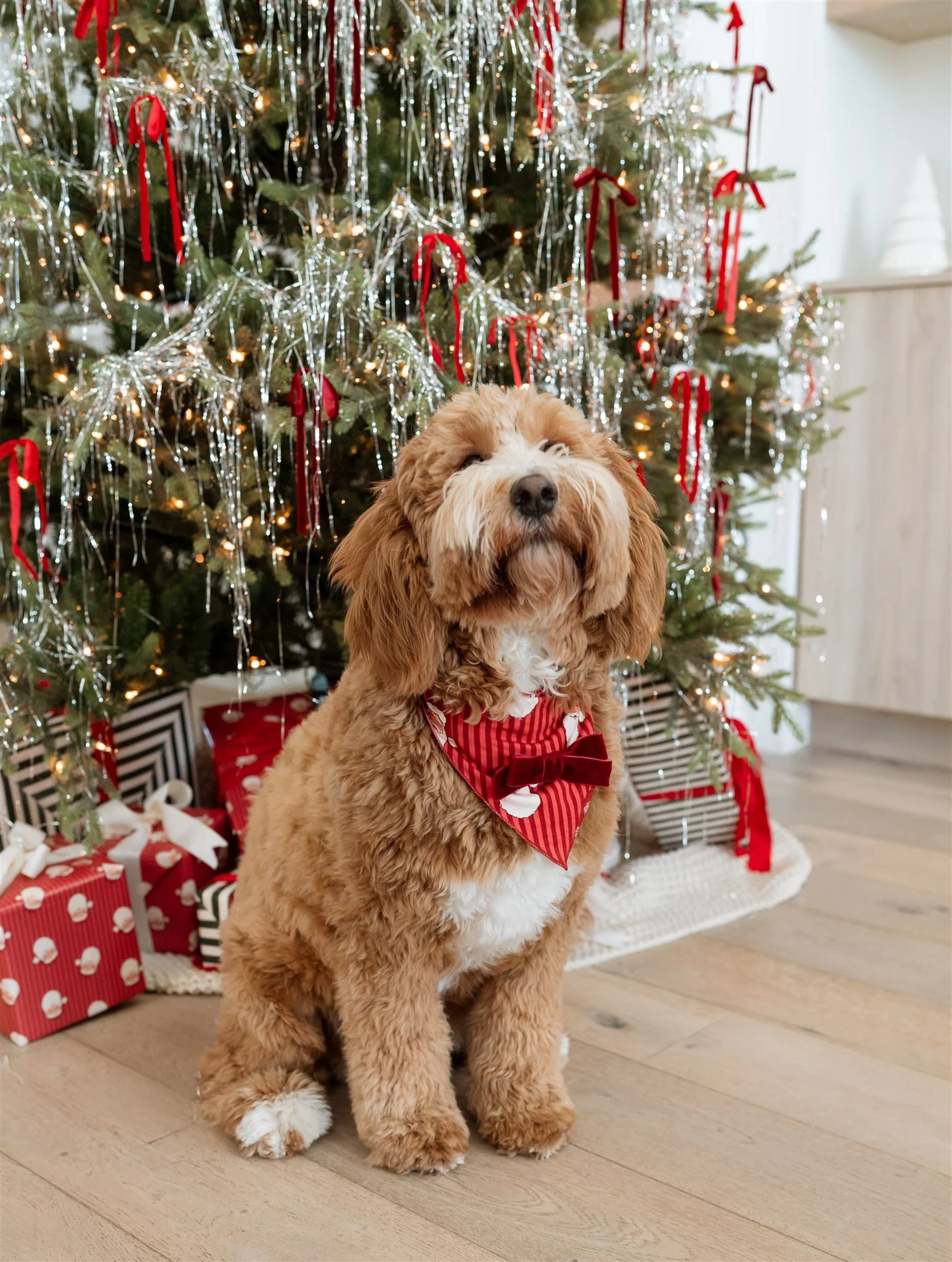 Santa Dog Bandana PRE-ORDER SHIPPING 12/2 | In My Jammers