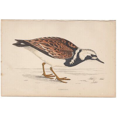 Morris Birds antique 1863 hand-colored engraving print Pl 195 Turnstone  | eBay | eBay US