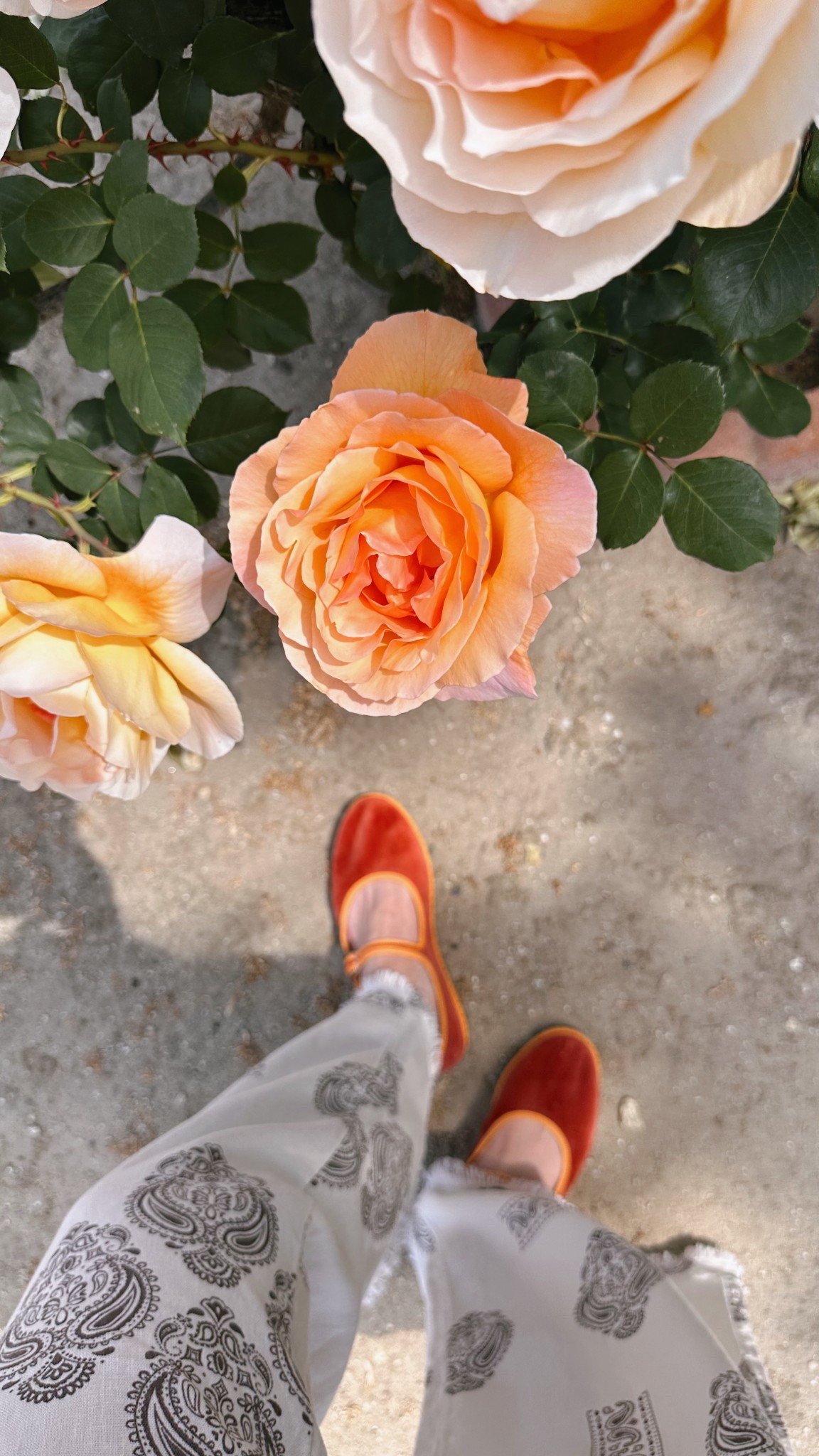 Neighbors keep stopping by and taking pictures with our roses— they also smell like Heaven, so please allow me to share them with you, too. Wearing my new shoes - I loved them from the first moment I tried them on. 

#LTKShoeCrush