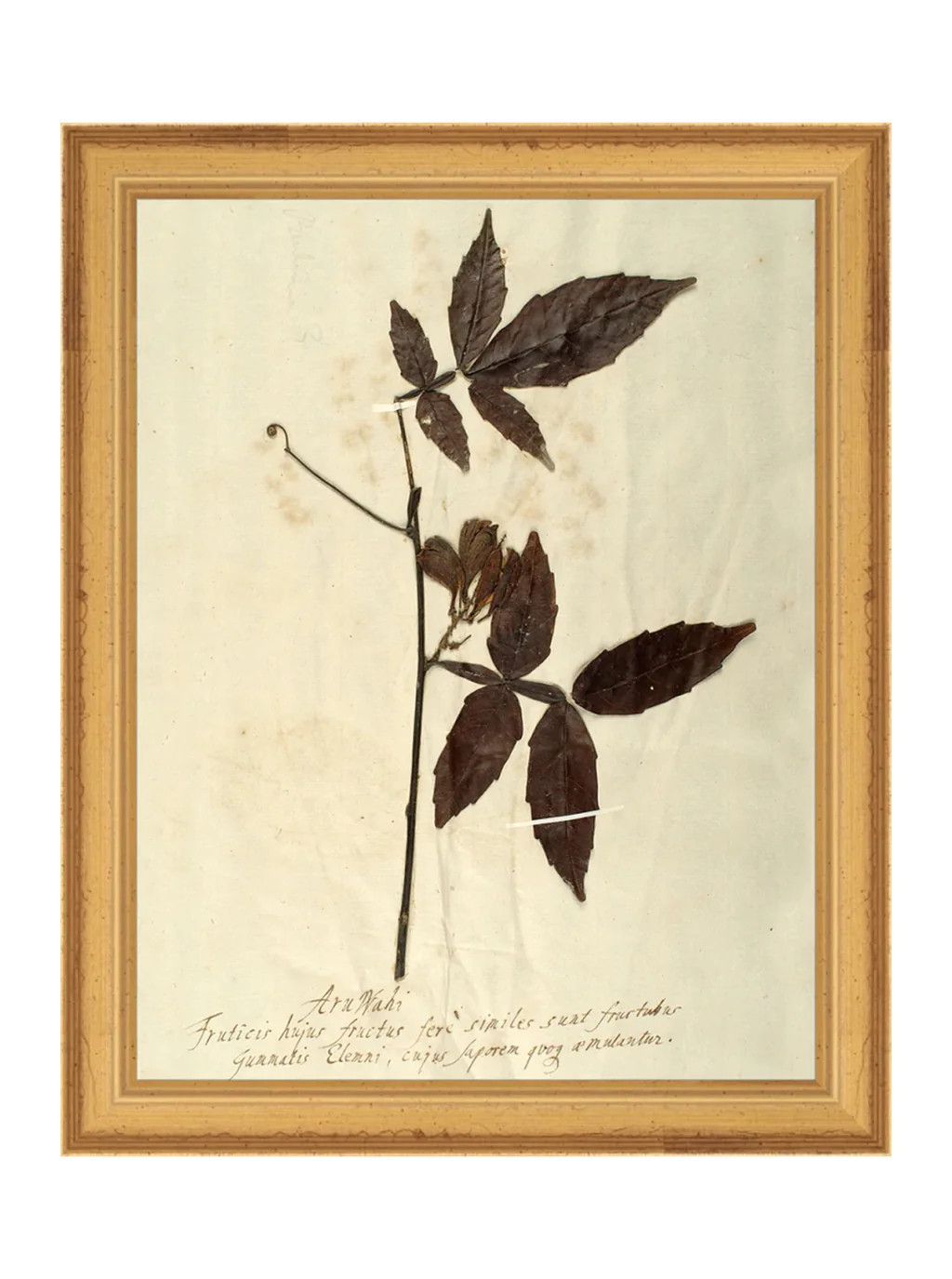 Herbarium I | House of Jade Home