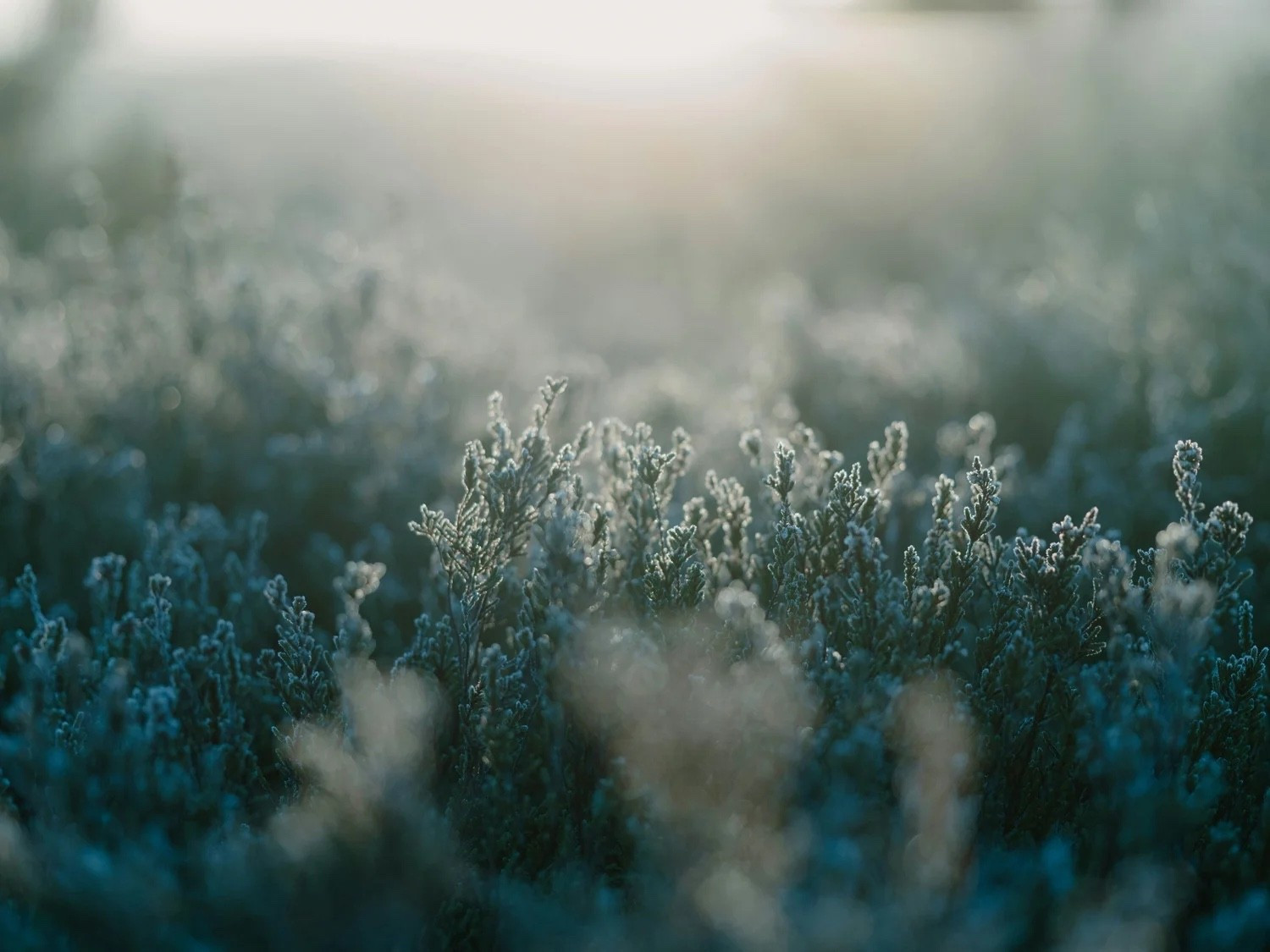 FRIDAY FAVORITES 01/30/25
I've started an exercise to focus on positivity and bring happiness into my life and those around me. I tend to dwell on the negatives, but I'm determined to retrain my brain. So, I am sharing 16 things that have made me happy in a series called "Friday Favorites" to inspire joy in others. See the full post at www.abigailamira.com

#LTKSeasonal #LTKHome