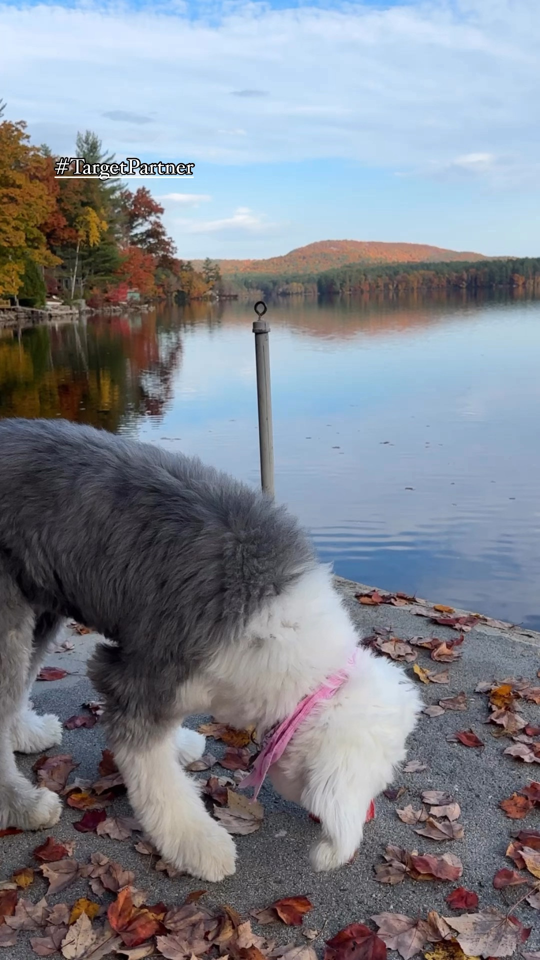 #ad Come on an errand running adventure with my mom, Liberty, and me in Maine from last month! Liberty got to pick out a little treat, @zukespets Mini Naturals at @target, and received quite the attention and love in the store. 🎯 The treats are crafted in the USA and made with real, quality ingredients so that your dog can live a healthy, long life with you. Can you believe she’s 14 years old?! 🥹

Shop them here: or via my profile on the Shop.LTK app. 🐾

#Chooseyouradventure #Zukespack #letsgozukes #TargetPartner #Target #PurinaTreatsPartner

#LTKSeasonal #LTKHoliday #LTKGiftGuide