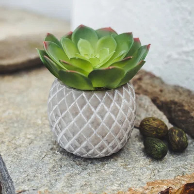 Faux Cement Pineapple Agave Plant in Planter Bungalow Rose | Wayfair North America