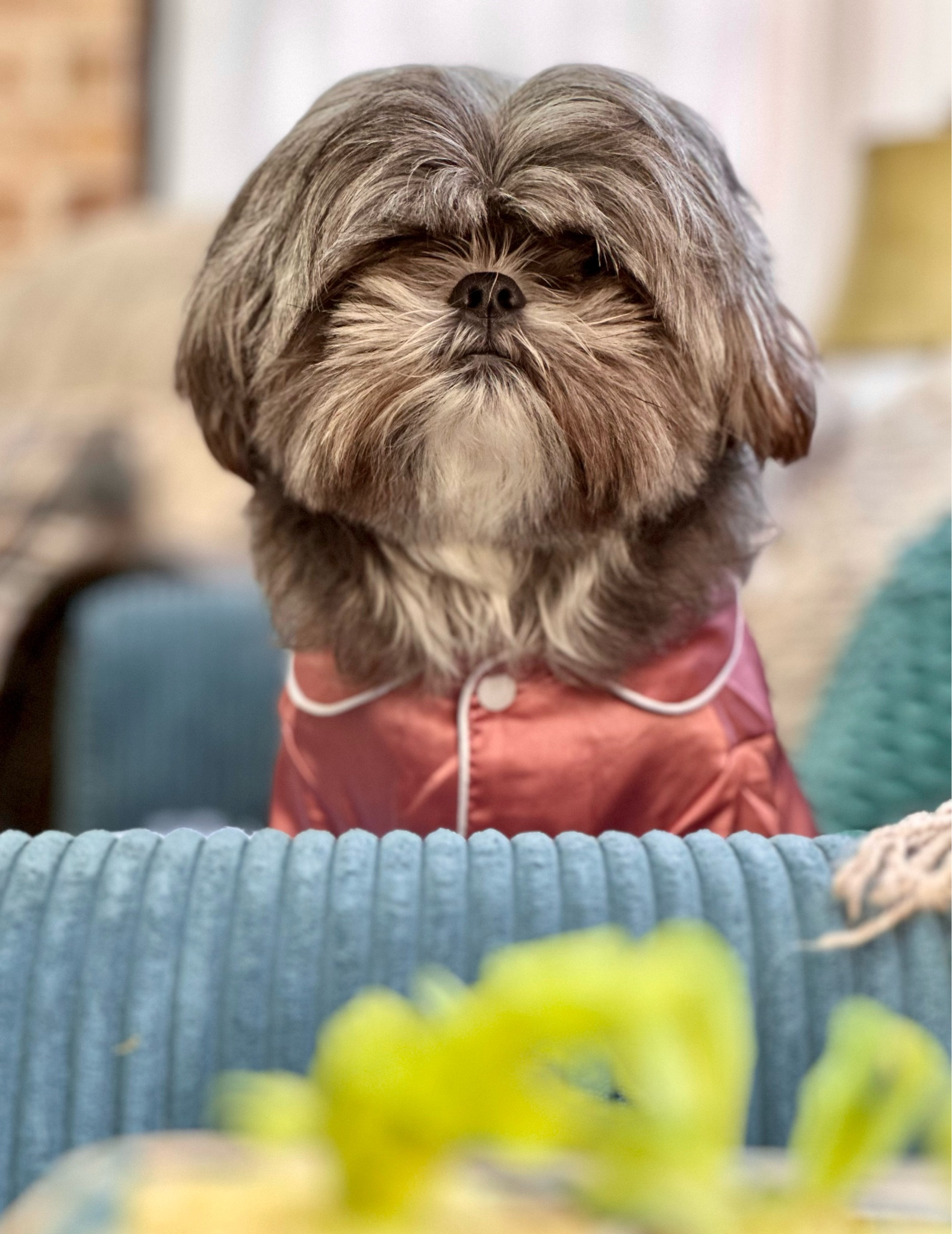 Yes, Penny Lane is wearing “silk” pajamas and yes, she very much digs them.

#dogclothes #dogpajamas #dogpjs #dogjammies 

#LTKfamily #LTKunder50