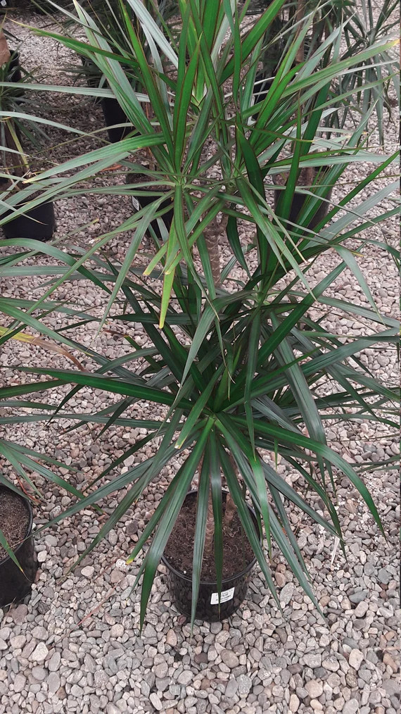 Madagascar Dragon Tree - Dracaena marginata - 3 to 4 Feet Tall - 3 Columns - Ship in 3 Gal Pot | Etsy (US)