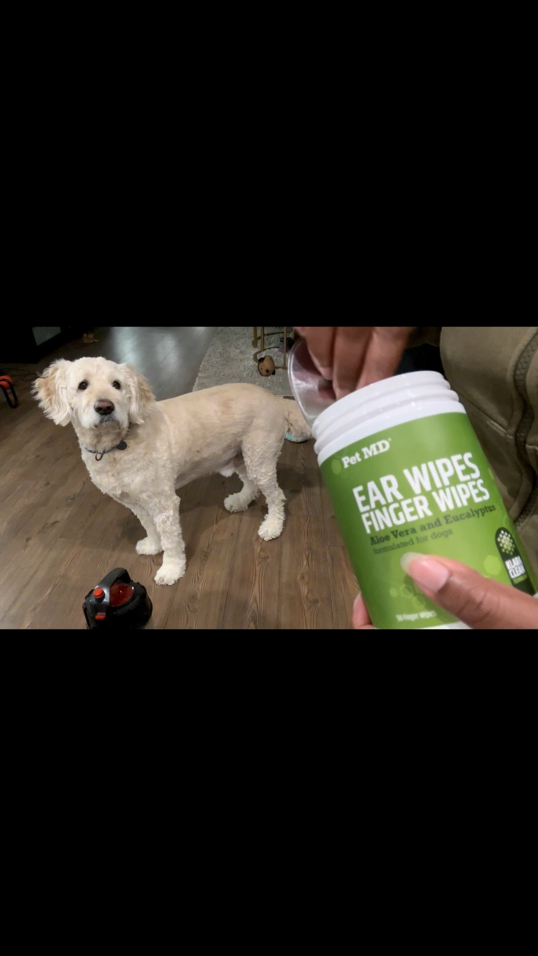Clean your dogs ears with ear wipes 

#LTKSaleAlert #LTKPets #LTKFamily