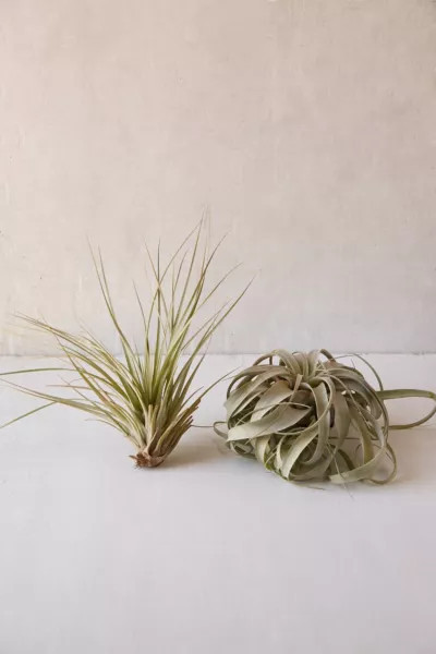 Giant Live Air Plant at Urban Outfitters | Urban Outfitters (US and RoW)