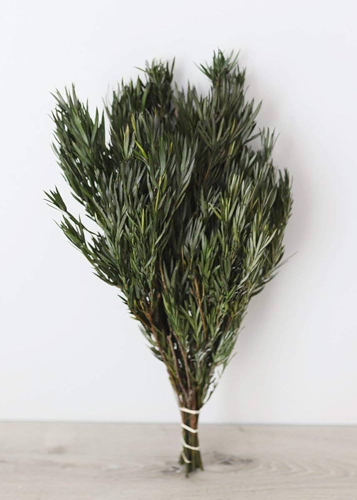 Vickerman 12" Green Salignum Bundle - Dried - Includes 6-7 oz Bundle - Natural Product - Dried Pl... | Amazon (US)