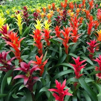 American Plant Exchange Tropical Flowering Bromeliad, Assorted Colors, 6-Inch Pot, Stunning Live Houseplant, Perfect for Gifting | Wayfair North America