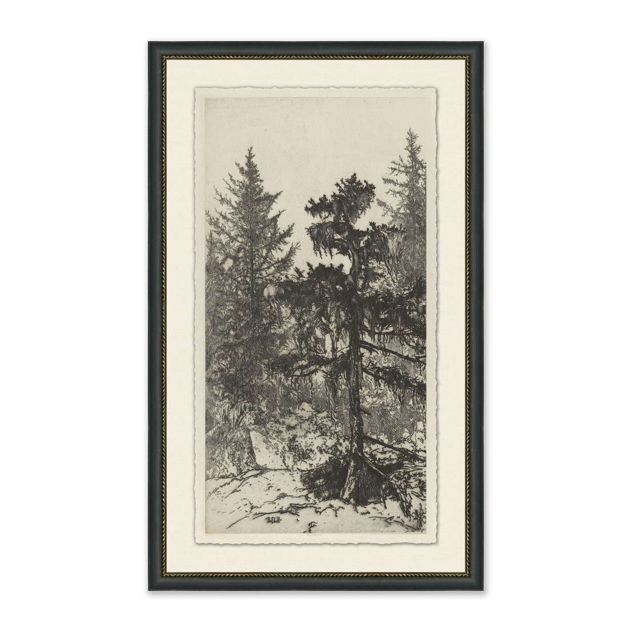 Tall Trees II | Magnolia