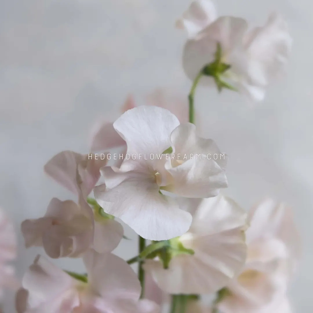 Sweet Pea - Spring Sunshine Champagne Seeds - Blushing Cut and Come Again Flowering Vine - Etsy | Etsy (US)