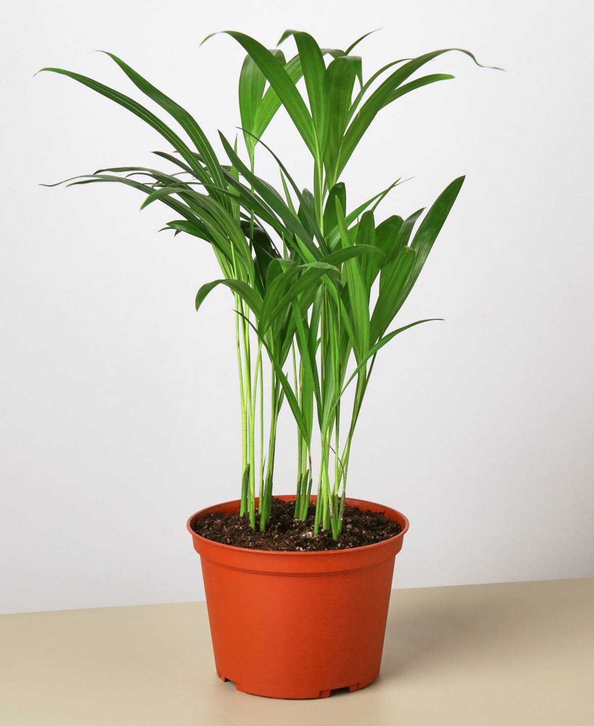 Areca Palm Live Plant, in 6" Pot | Macy's