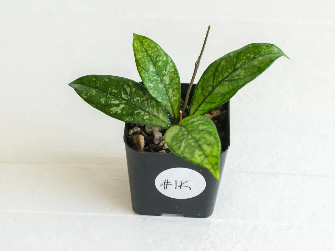 Hoya Crassipetiolata (splash) | 2-inch | Exact Plant | Free Live Arrival Guarantee - Etsy | Etsy (US)