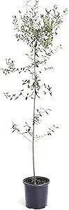 Brighter Blooms - Arbequina Olive Tree 3-4 Feet Tall - Indoor/Patio Live Olive Trees - No Shippin... | Amazon (US)