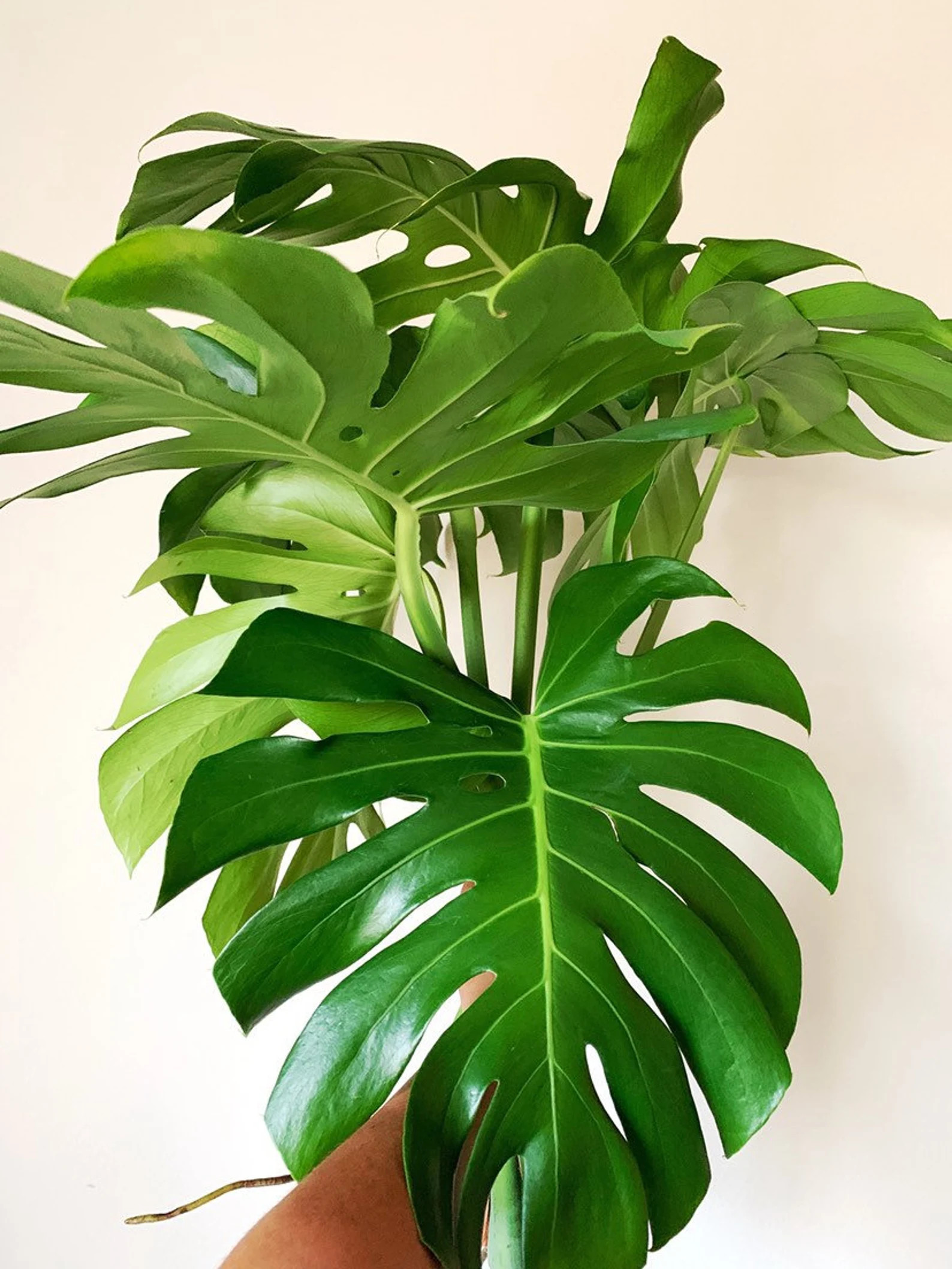 Monstera Deliciosa Split Leaf Philodendron Swiss Cheese Cuttings | Etsy (US)