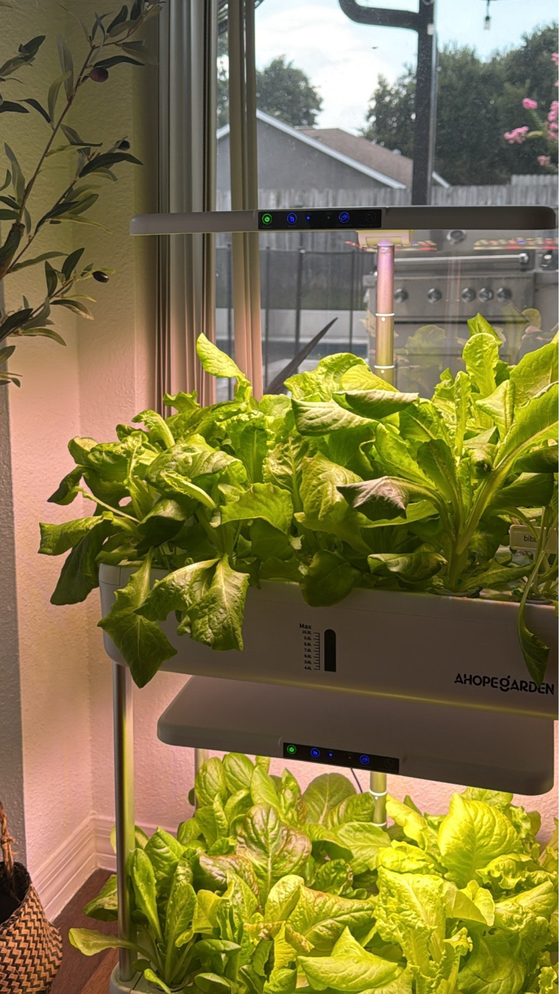 great hydroponic growing system 
week 3 of growing 🥬🌱
🍓🥒🍅

#LTKfoodie #LTKHome