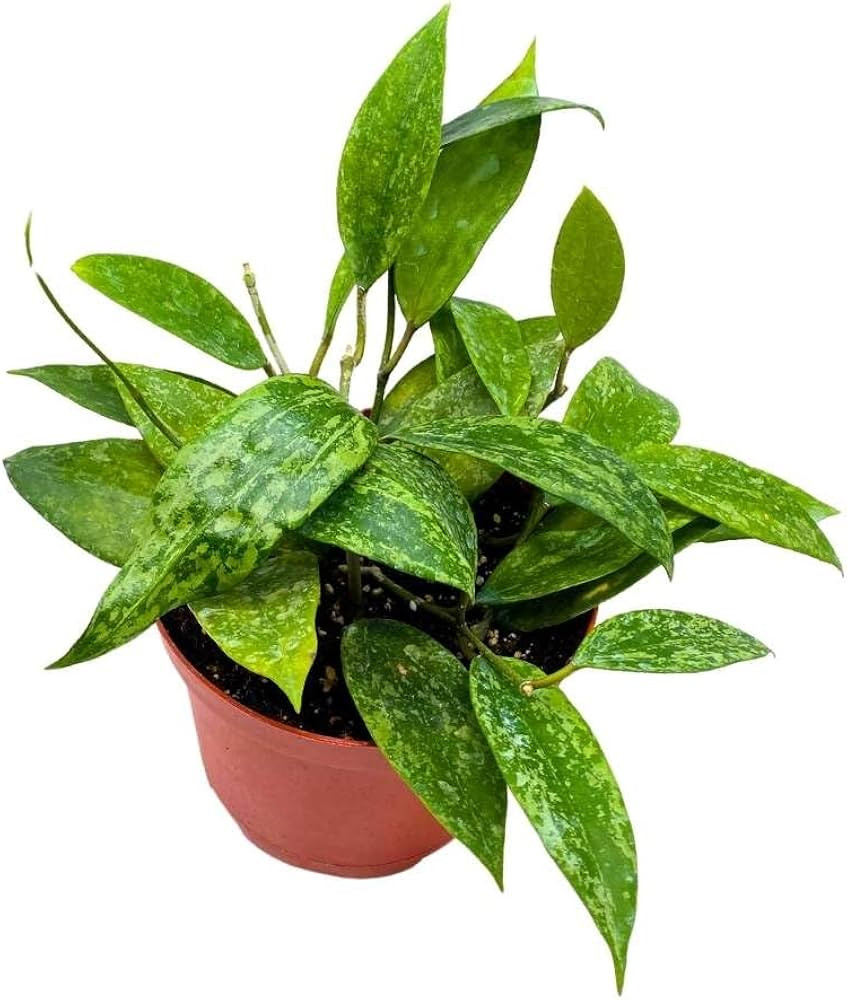 BubbleBlooms Hoya Rangsan, 6 inch Latifolia, Pink Flower Vining Wax Plant | Amazon (US)