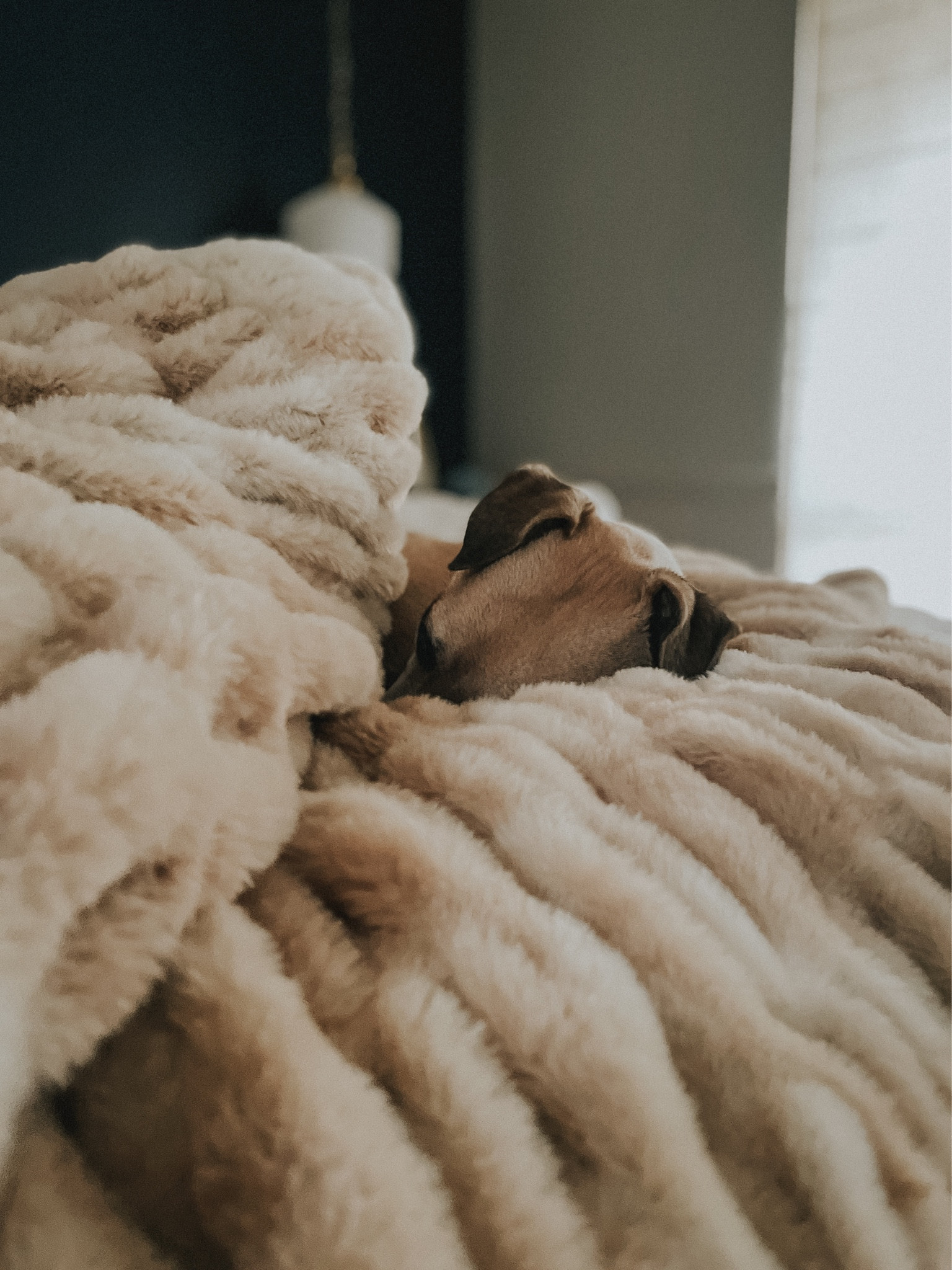 The #1 Softest Blanket. 55% OFF WITH CODE CLJ55. The comfiest, softest and warmest blanket you’ll ever own! Complete with the perfect weight, a huggable stretch, and double-sided softness. 
#lola #lolablanket #ltkhome #bestblanket

#LTKCyberWeek #LTKGiftGuide #LTKSeasonal