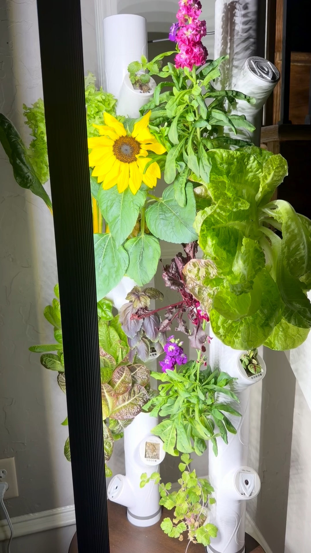 There’s nothing better than stepping over to my Gardyn and harvesting fresh greens for lunch. Watching these plants grow right in my home makes healthy eating easier, fresher, and honestly a lot more fun.

Today’s salad started with greens grown just steps away from my kitchen. Fresh, simple, and so good. 🌱✨

Shop my Gardyn and kitchen favorites through the link in my LTK!

#LTKHome #Gardyn #IndoorGarden #Homegrown #FreshFromTheGarden #HealthyLiving #SaladInspiration #KitchenGarden #LTKFamily #GrowYourOwnFood

#LTKdayinmylife #LTKmomlife #LTKHome