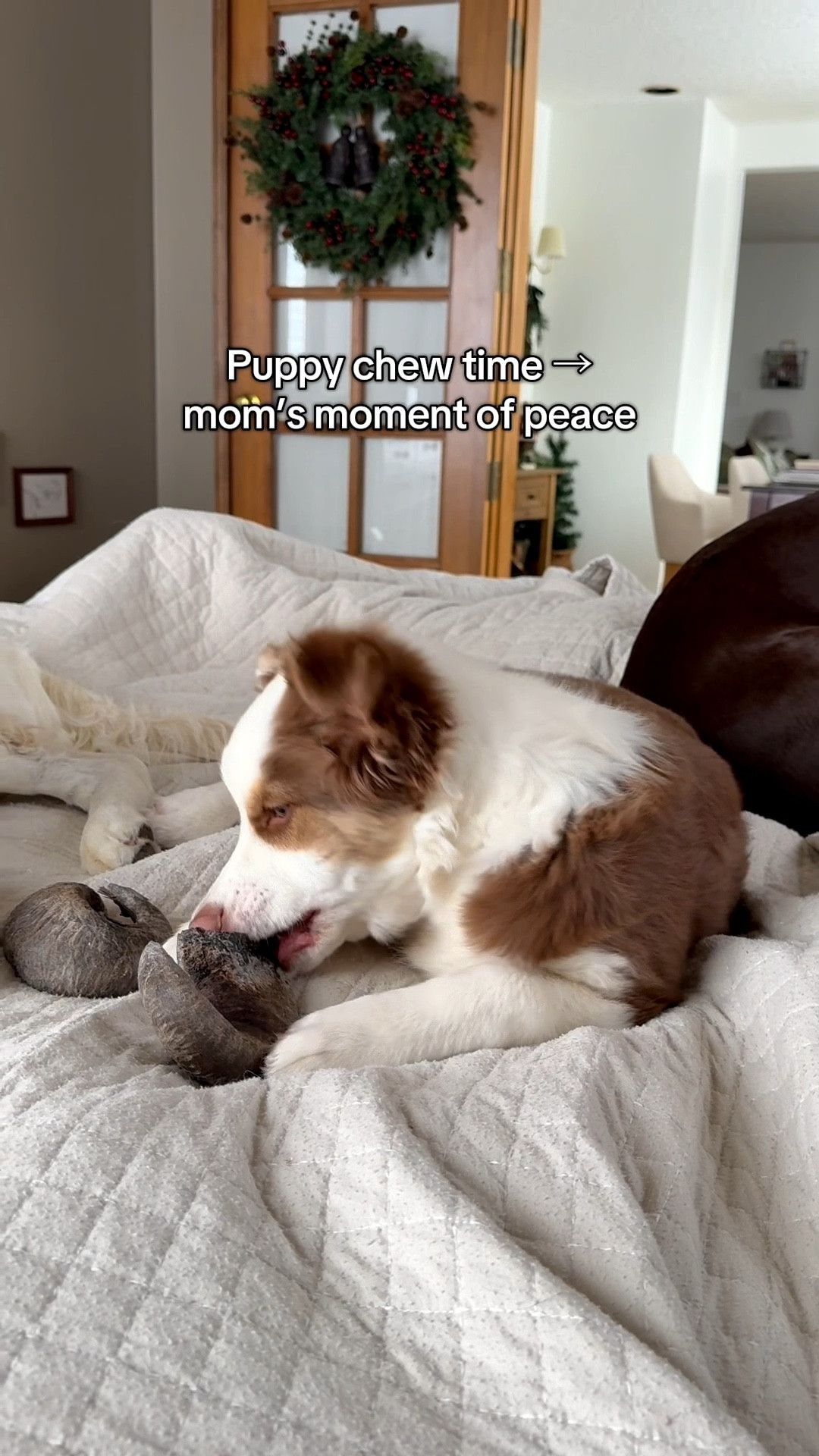 This is my favorite time of the day 😅🐶

#dogmom #puppy #newpuppy

#LTKdayinmylife #LTKmomlife