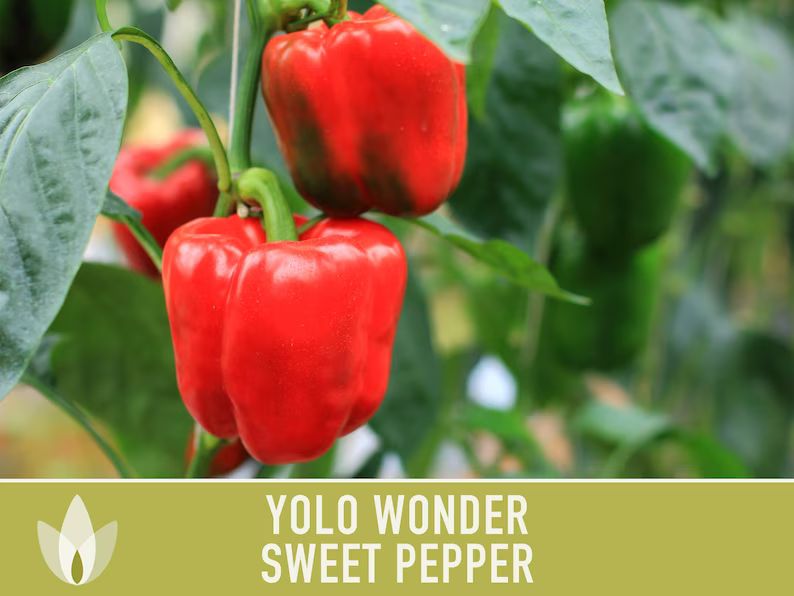 Yolo Wonder Sweet Bell Pepper Heirloom Seeds Stuffed Pepper - Etsy | Etsy (US)