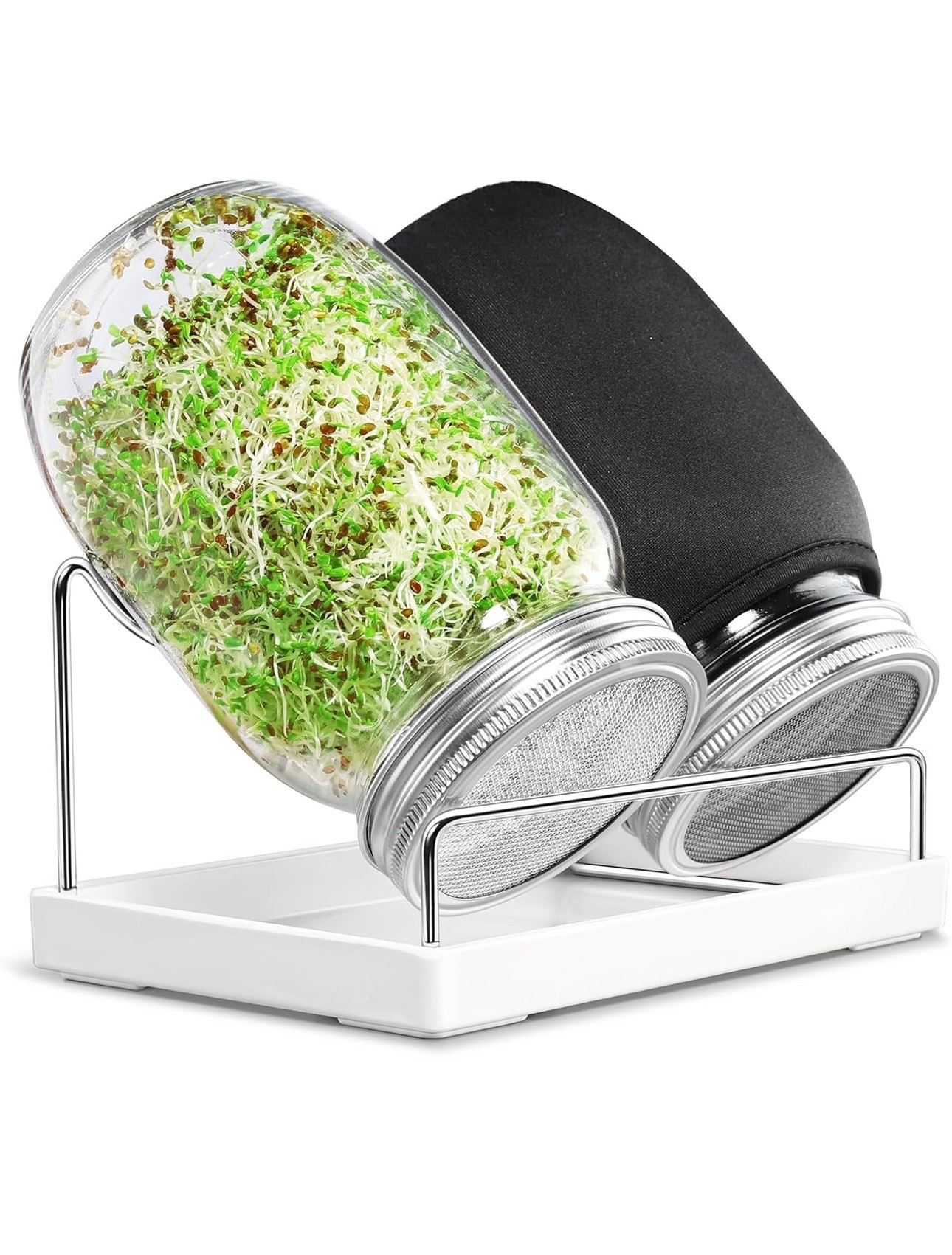 Alfalfa growing kit! 🌱 

#LTKfoodie #LTKfitnessgoals