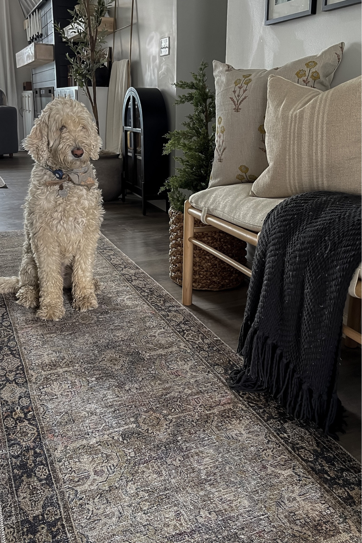 My favorite Loloi Layla Rug is perfect as a runner for our entryway 🙌🏼

#LTKFind #LTKhome #LTKstyletip