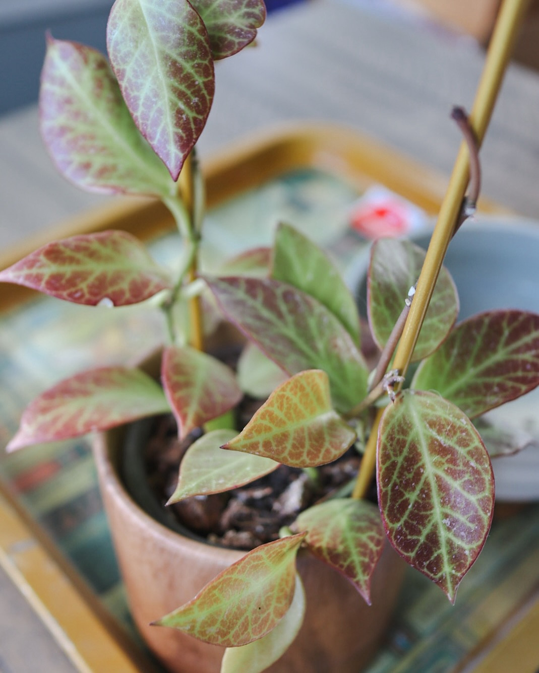 Throwback Thursday… is that still a thing? Anyway, swipe to see the difference summer made on my Hoya Sunrise 🌅 

➡️Let’s talk about sun stress! 

Direct sun can sometimes turn plant leaves pink, red, or purple. It’s a natural reaction. Some people like to encourage a little sun stress for those vibrant colors. 

I did not intentionally set out to have this sunrise be this sun stressed but being in a southwest window I should have assumed it would be. I moved it out of the window and onto the table so it wasn’t directly in the sun’s path. 

That said, proceed with caution or monitor your plants because not all Hoyas tolerate it well, and too much sun can lead to burns! 

✨Care tips I am trying for my Hoya Sunrise (every environment is different but this is what I’m trying): 

☀️ Bright, indirect light to help those leaves pop with color
💧 Water when the soil is dry to avoid overwatering
🪴 I prefer coco coir chips and perlite—minimal soil but any well-draining soil is fine 
🛒 Shop my plant care essentials on my Amazon Storefront or check out your local garden center!
📅 Purchased: Spring 2024
🌱 Status: still alive!

#HoyaCare #PlantLover #HoyaSunrise #PlantCareTips #PlantEssentials #ThrowbackThursday