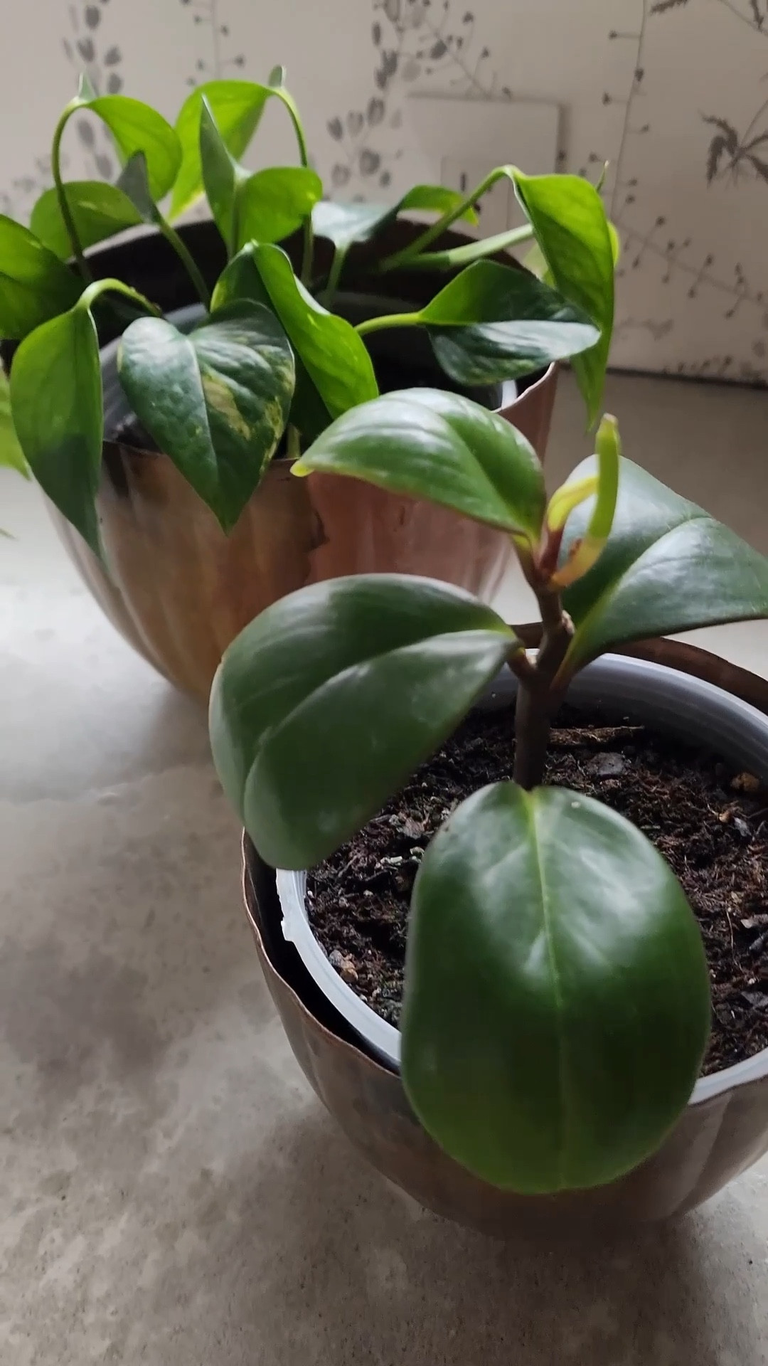 The plant baby update no one asked for. Not only are they do well, dare I say, they are thriving in these copper ribbed planters from Magnolia?

#LTKSeasonal #LTKHome #LTKFindsUnder50