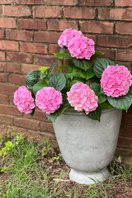 This concrete-looking planter is so pretty, big and beautiful!! I love how it’s lightweight, but looks like real concrete! It looks beautiful with my pink hydrangeas. I’ll link some more favorite planters, too!

#LTKhome #LTKsalealert #LTKSeasonal