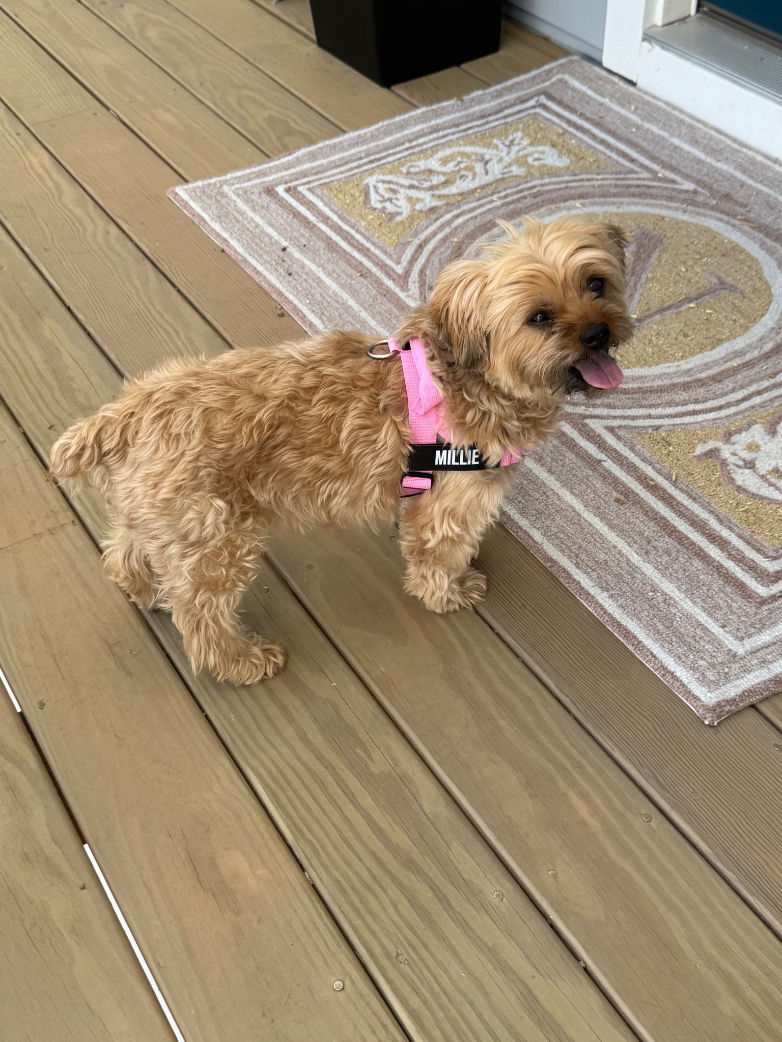 New harness...who this? 

Millie loves her new pink harness for our fall adventures! 

#LTKFamily #LTKFindsUnder50 #LTKPets