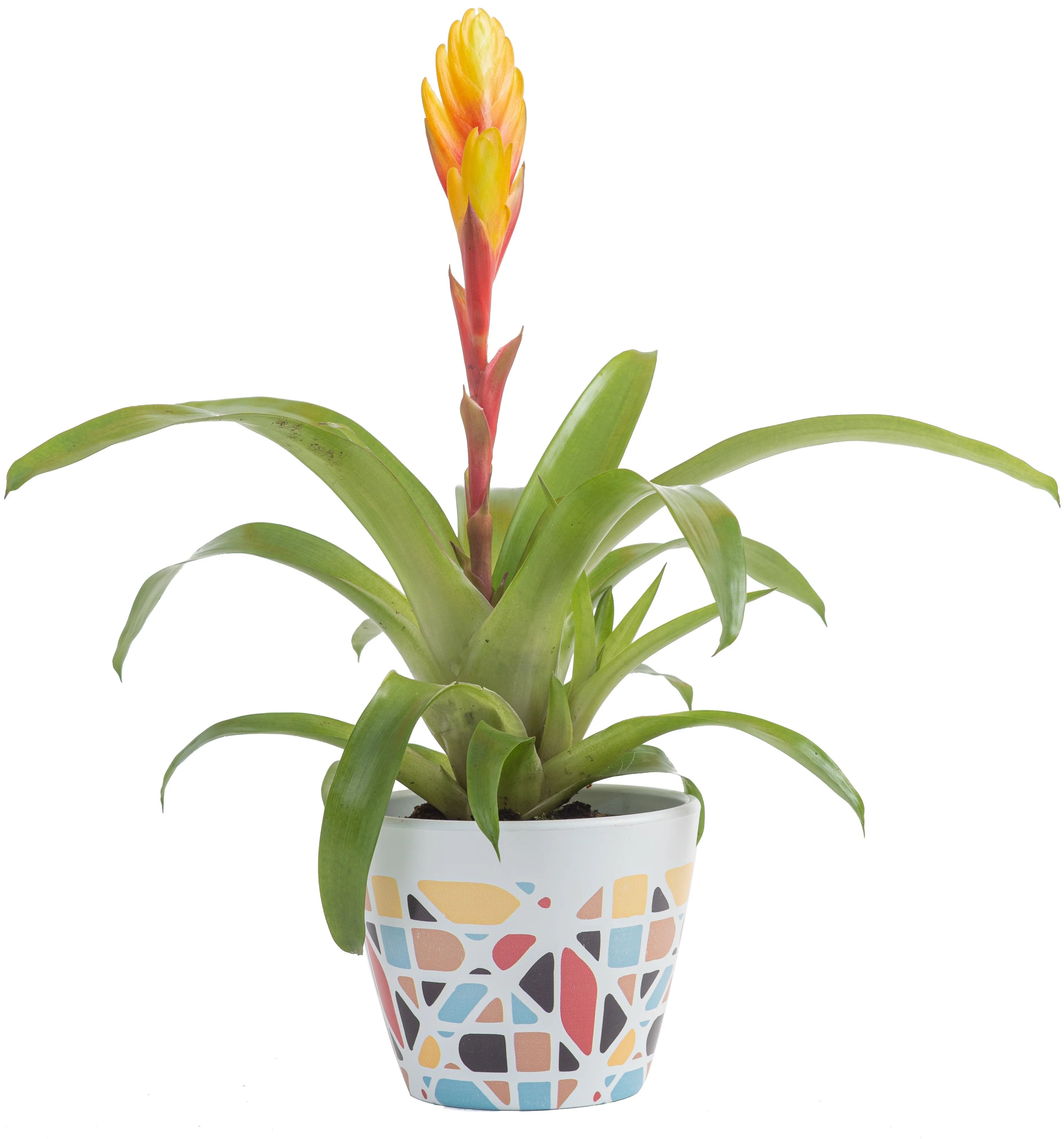 Costa Farms Live Indoor Plant Multi-Color Bromeliad in 4in Decor Pot | Walmart (US)
