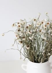 Natural Dried Silver Chrysanthemum Flowers - 22-30" Tall | Afloral (US)